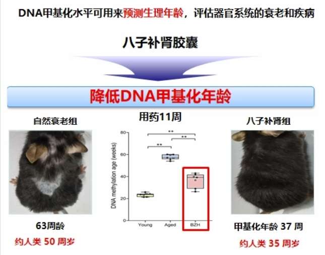 中医药创新引领健康未来：八子补肾胶囊与抗衰老研究新进展