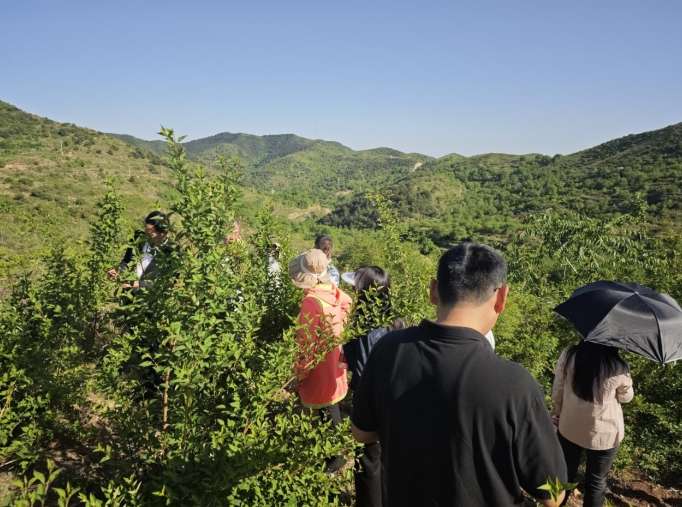 万亩连翘铺就致富路，以岭药业GAP基地树中药材种植新标杆