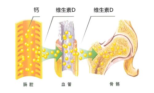 科学补钙要趁早！用励全碳酸钙D3片，为骨骼做一份终身“投资”