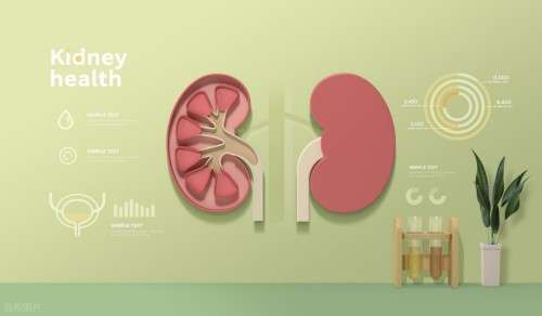 八子补肾如何为&ldquo;肾精&rdquo;注入现代科学底色