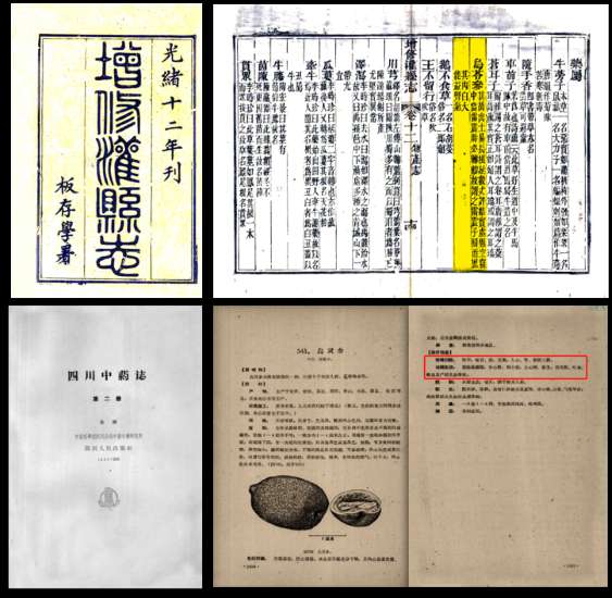 乌灵菌粉核心成分拆解:不止安神,更养身心
